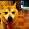 satomi