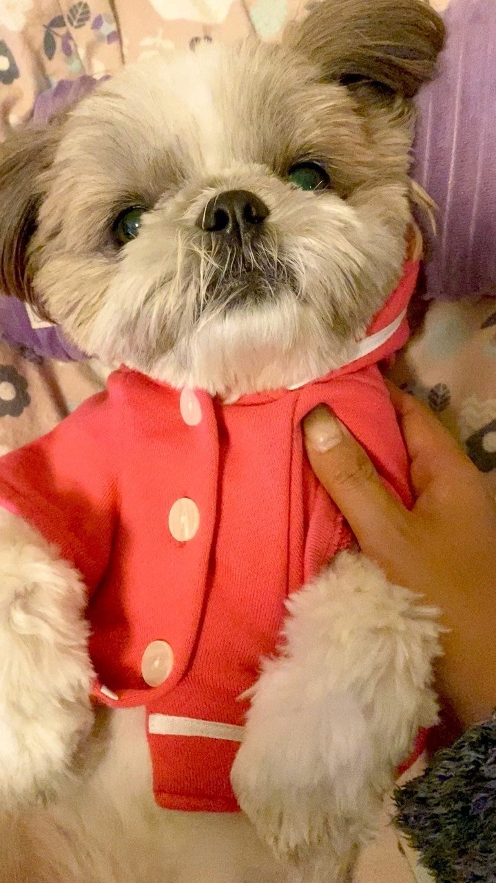 ホタテグリルと生なめこ入り卵チャーハン Hitopippipi 犬ごはん料理愛好家 Note ホタテグリルと生なめこ入り卵チャーハン Hitopippipi 犬ごはん料理愛好家 Note