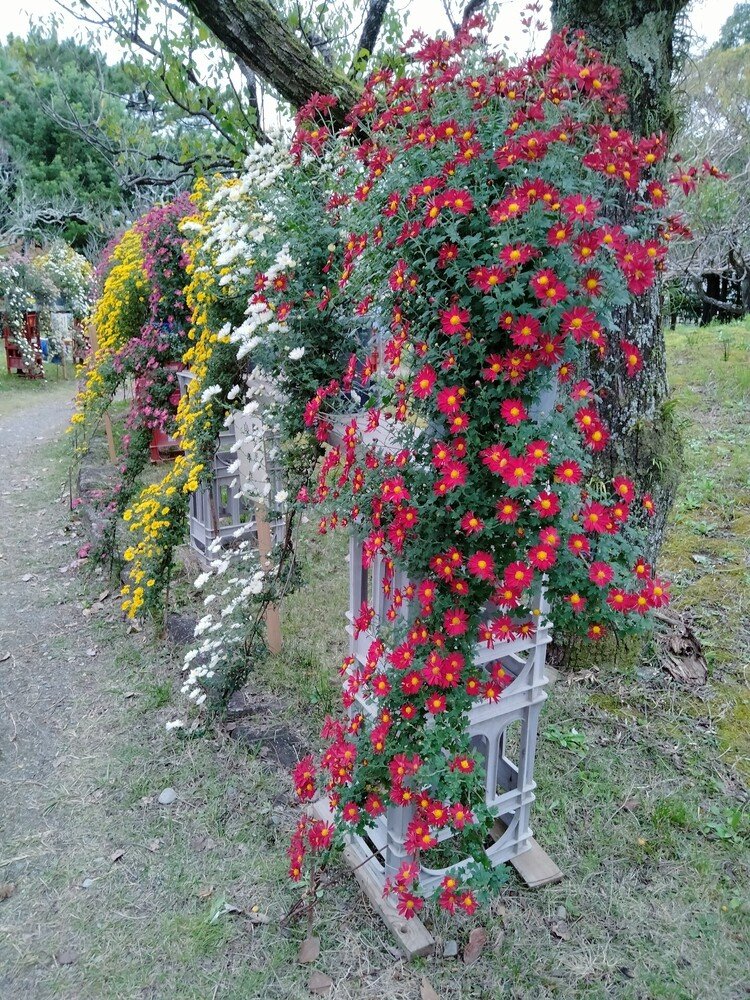 菊花展に行った。猛暑のせいか花が少な目で、観に来ている人もいなかった。垂れ下がる「懸崖」という菊の仕立てには「静岡型」がある。県の形を模しているらしい。