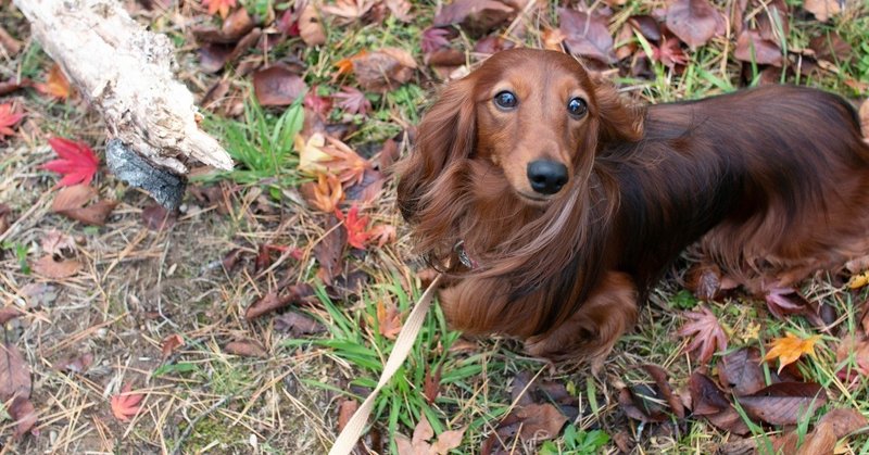 フォトショにハマるえび Ebi 犬と愛犬家に贈るnote Note