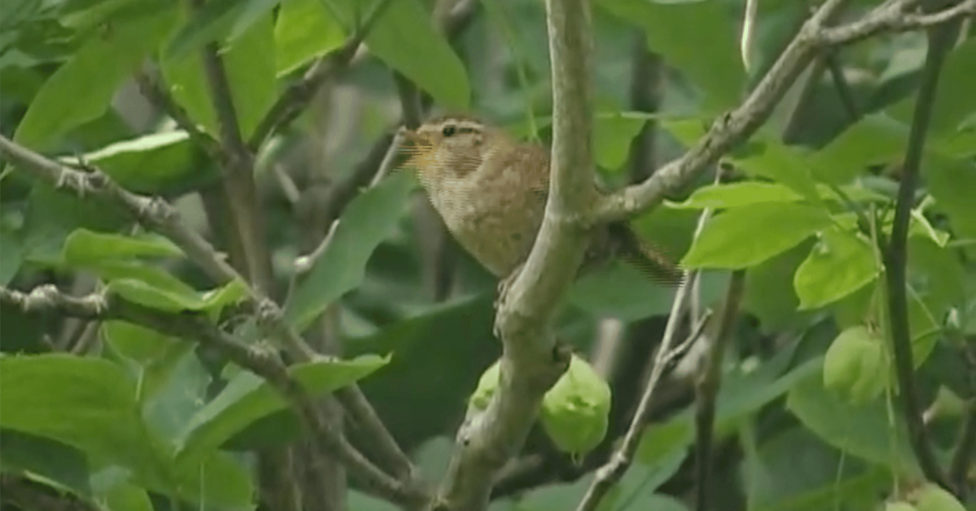 デンマーク鳥漂流記#1 -コペンハーゲンの街とミソサザイ｜Yuri Suzuki