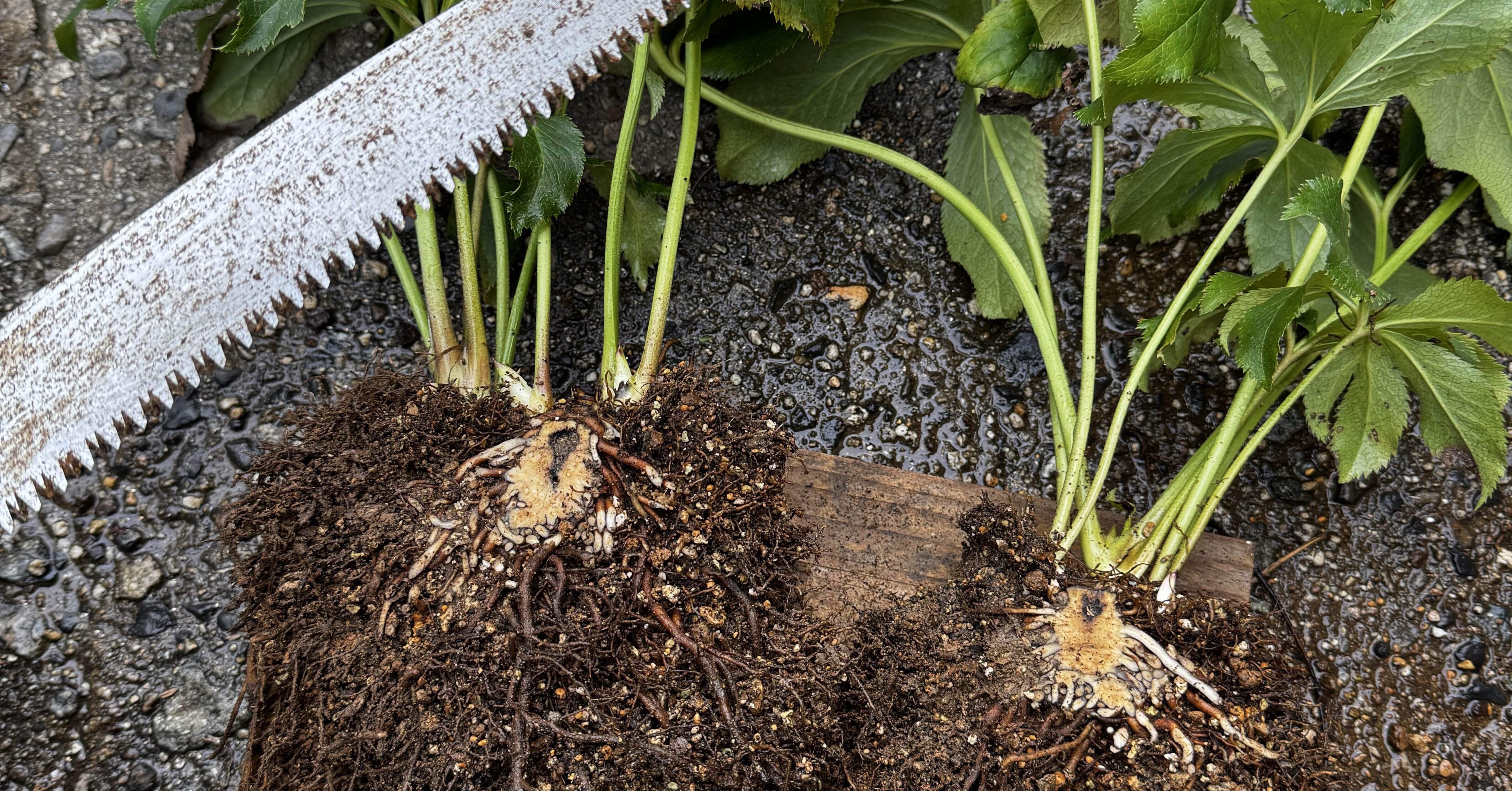 クリスマスローズ 株分け「絹」 クリスマスローズコレクション花とおしゃべりBlog: クリスマスローズ