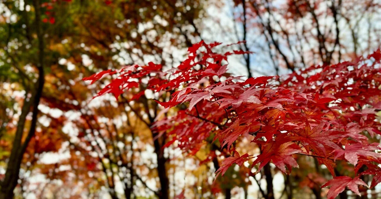 今年の紅葉はじれったい｜LUCIA
