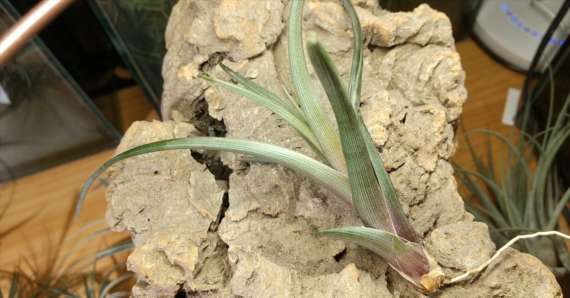 チランジア入荷リスト11/15｜NatureGarden🌿神田