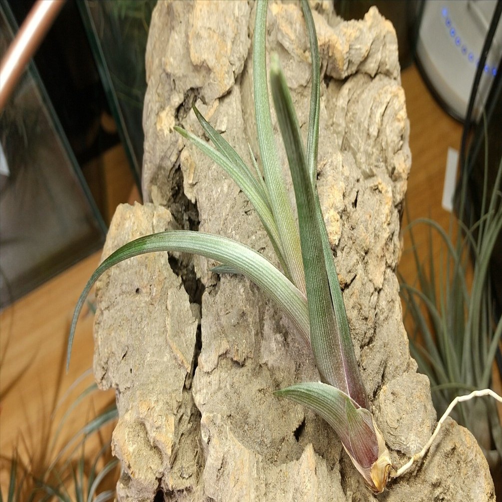 チランジア入荷リスト11/15｜NatureGarden🌿神田