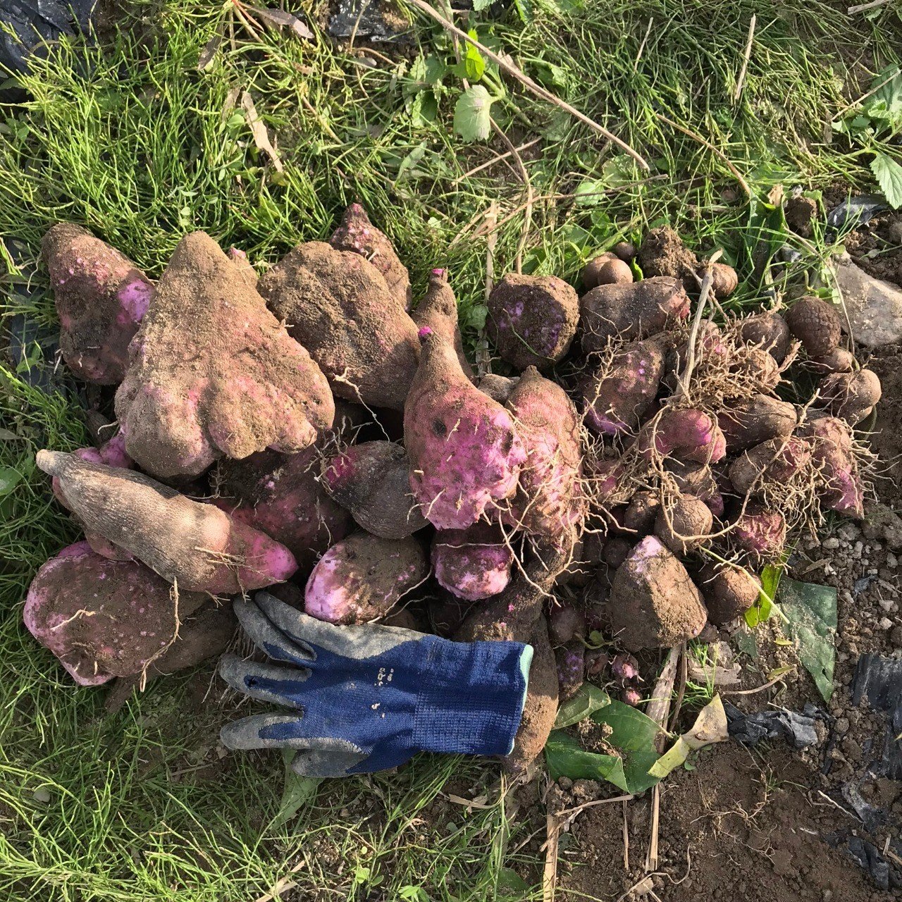 紫山芋15kg