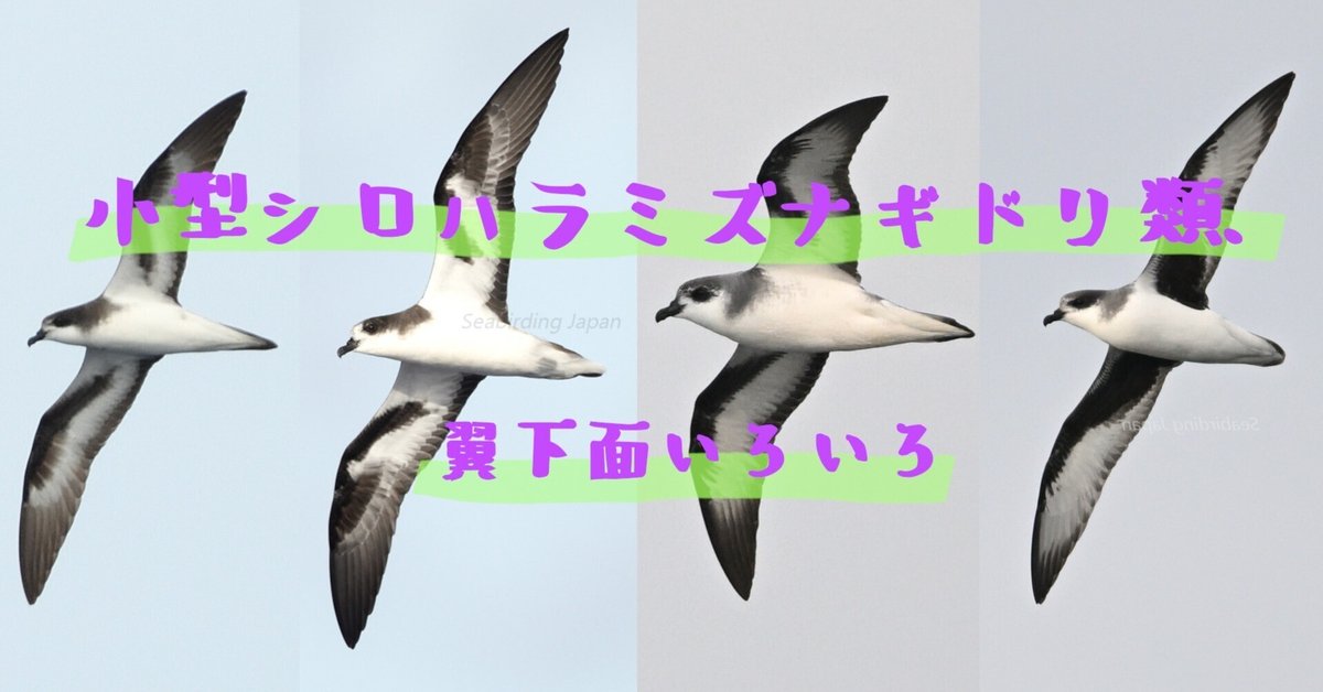 小型シロハラミズナギドリ類、翼下面いろいろ|のいまん 小型シロハラミズナギドリ類、翼下面いろいろ|のいまん