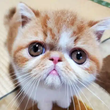 八ちゃん