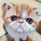 八ちゃん