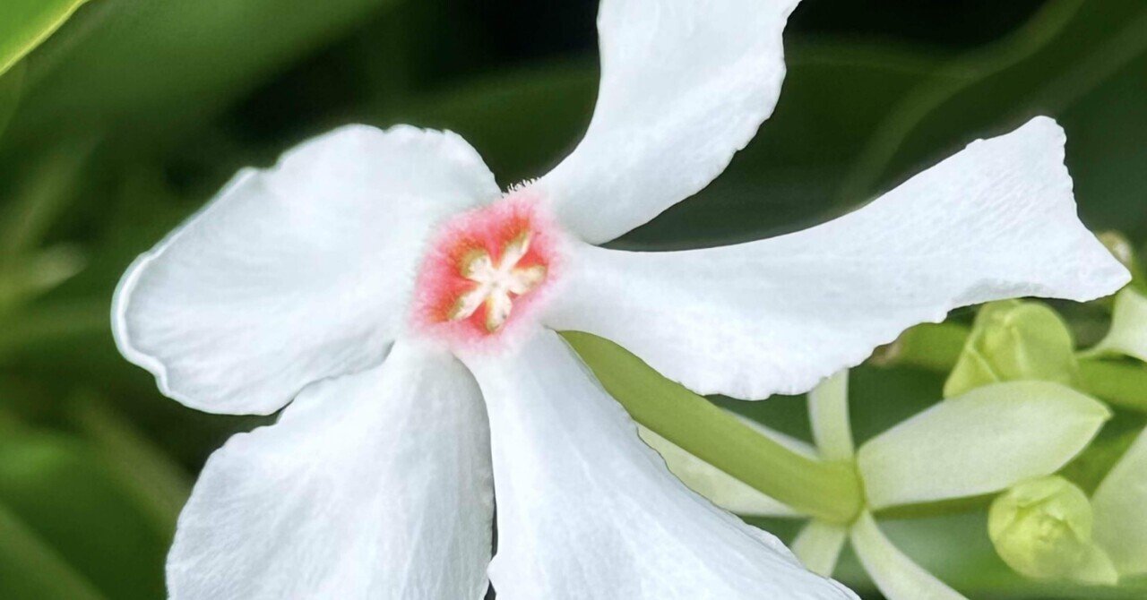 毒花 危険】｢ナガミヒナゲシ｣ “触れるとかぶれる”有毒外来植物が繁殖
