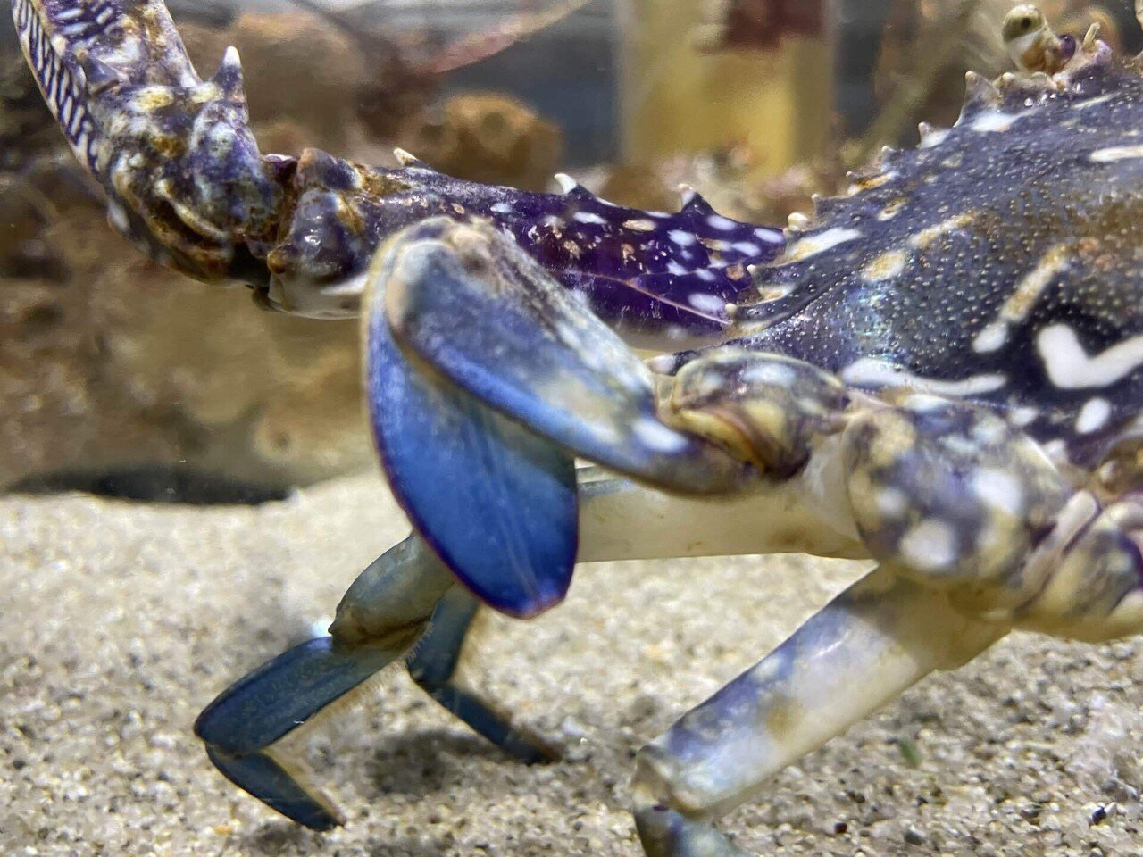 タイワンガザミ《展示動物解説》｜桂浜水族館 公式