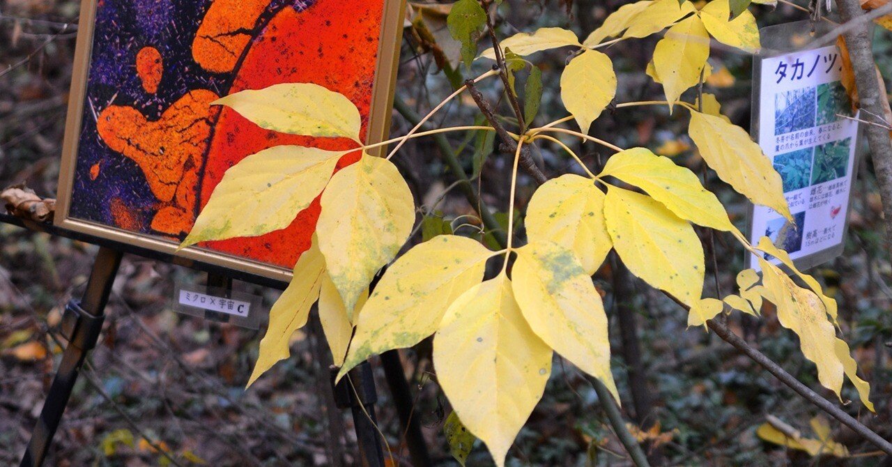 庭の紅葉（黄葉）が盛りを過ぎ、晩秋の気配…あっという間に進んだ秋