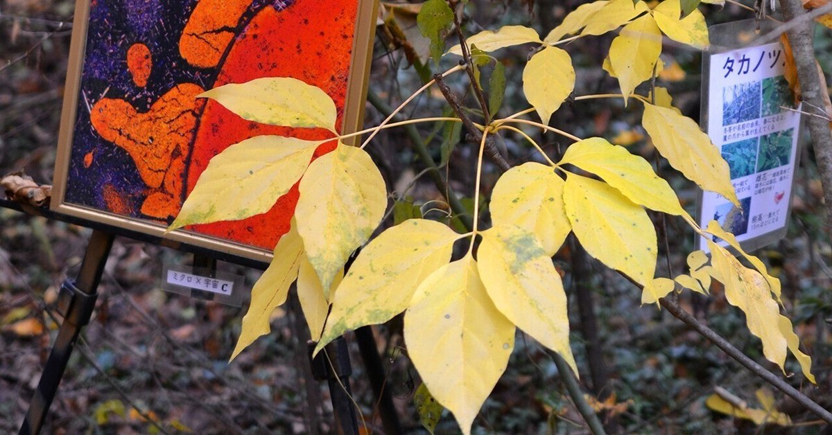 「秋人の庭」有明モミジ 秋人の庭」有明モミジ