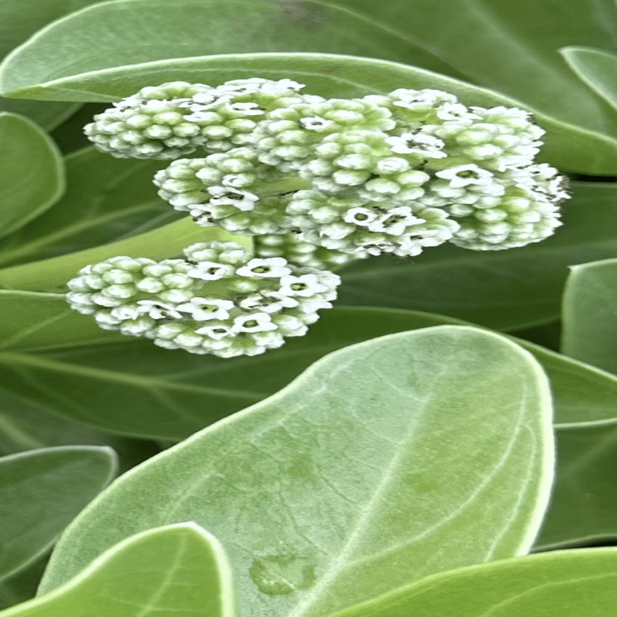 モンパノキ 葉姿がとても優しく美しい南国の海辺の植物｜EGGSEED
