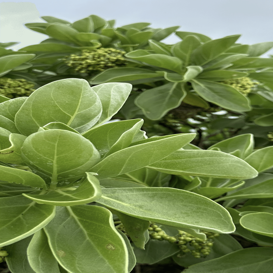 モンパノキ 葉姿がとても優しく美しい南国の海辺の植物｜EGGSEED