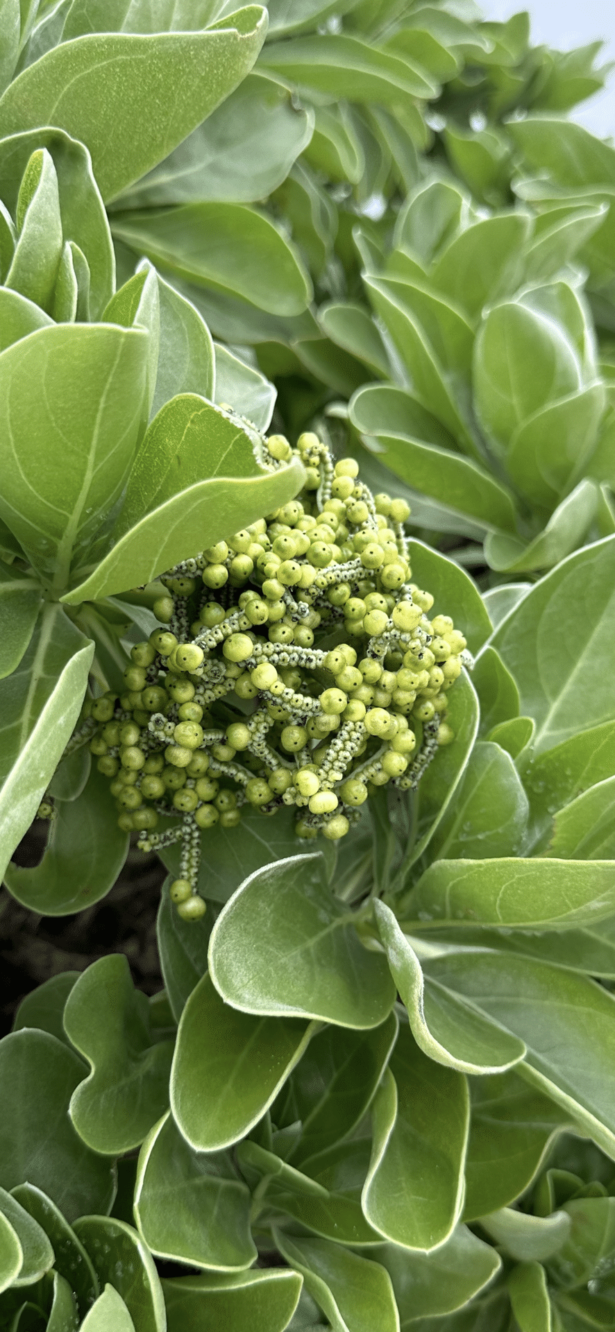 モンパノキ 葉姿がとても優しく美しい南国の海辺の植物｜EGGSEED