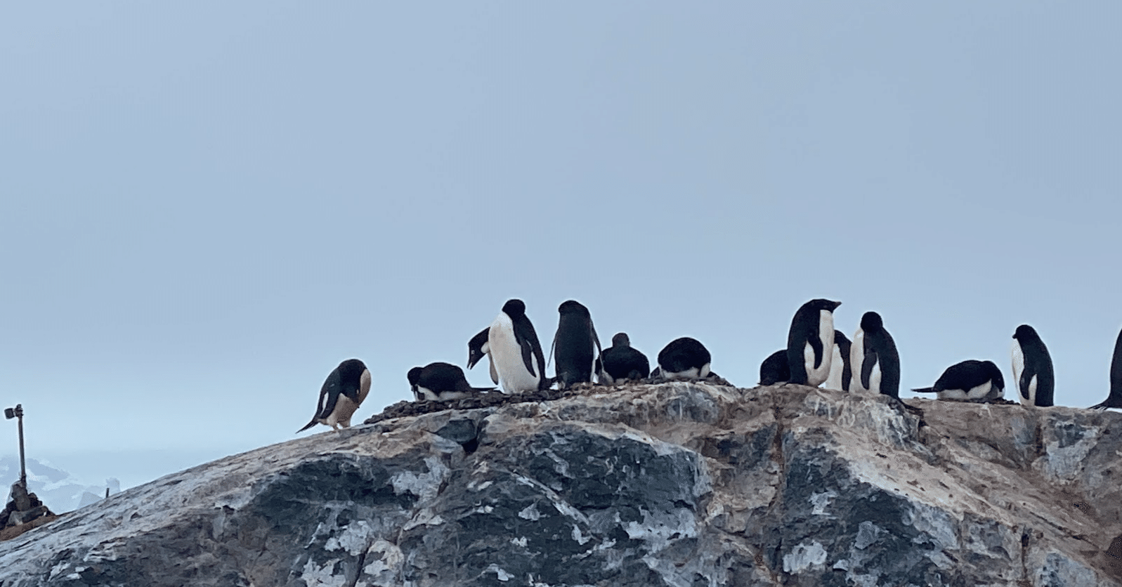 南極3日目の新婚夫婦（ウエディングフォトと繁殖期のペンギンたち）｜ゆか