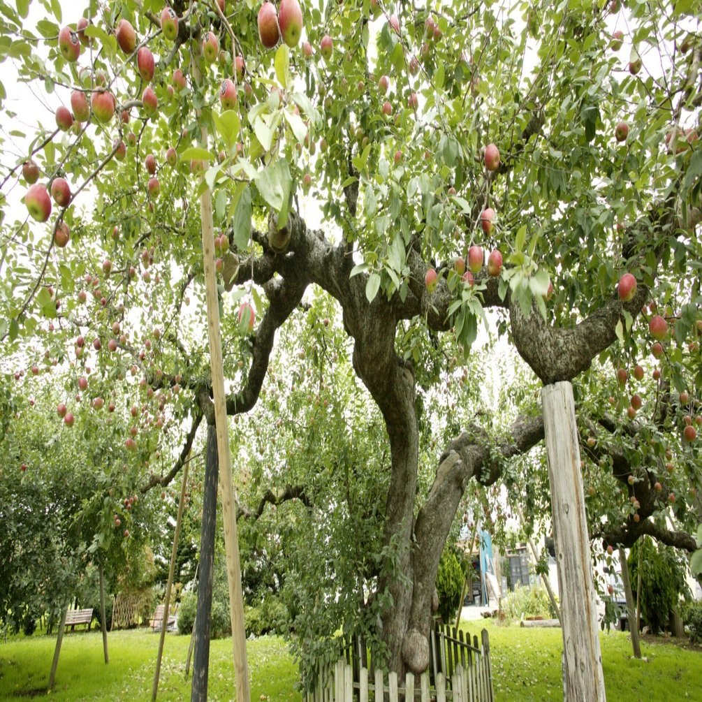 0202 明治維新10年後から今も実がなる「日本最古のりんごの木」（青森