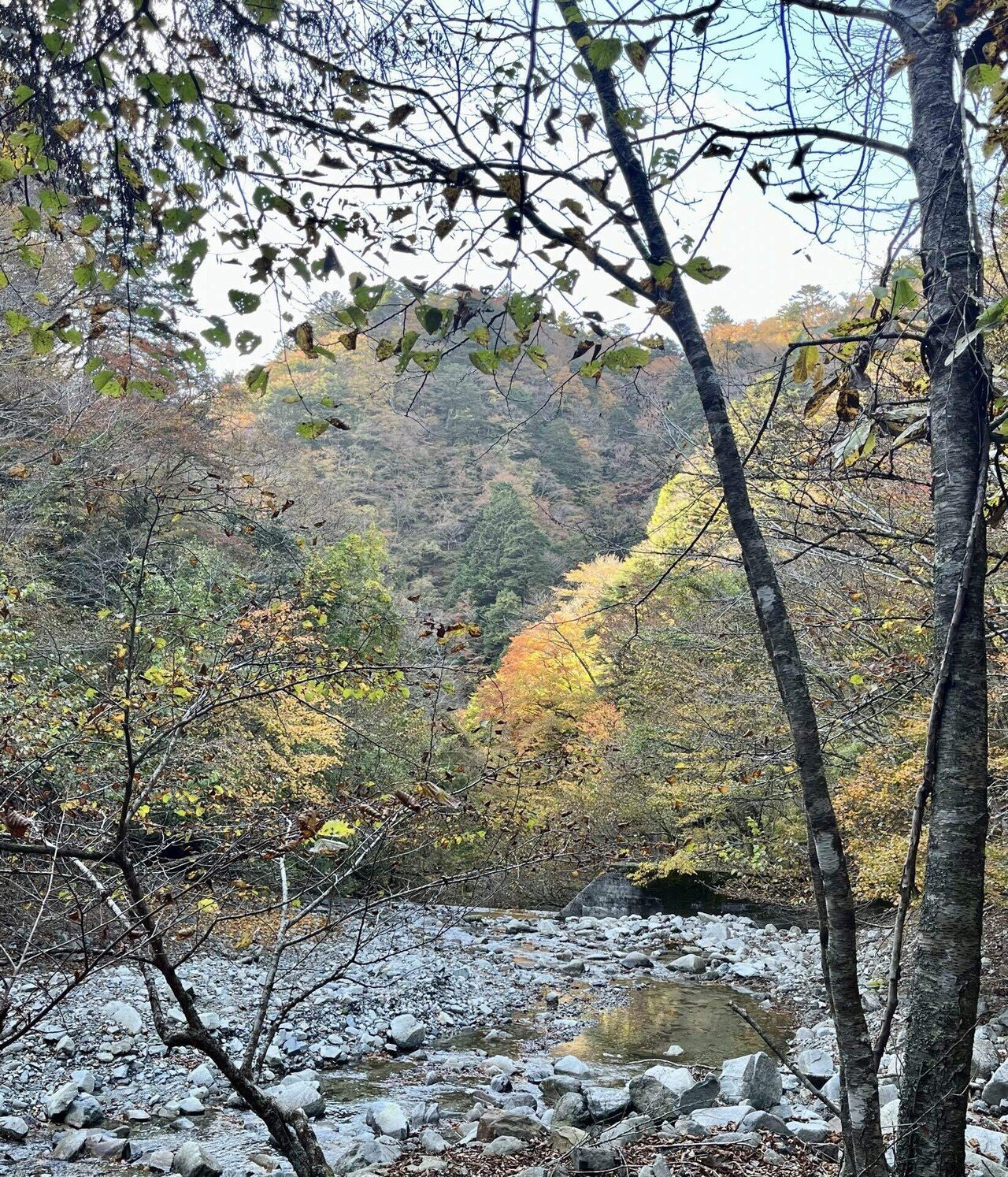 山燃ゆる秋は〜檜洞丸つつじ新道・犬越路コース｜serico