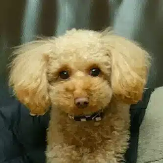 奈能利想