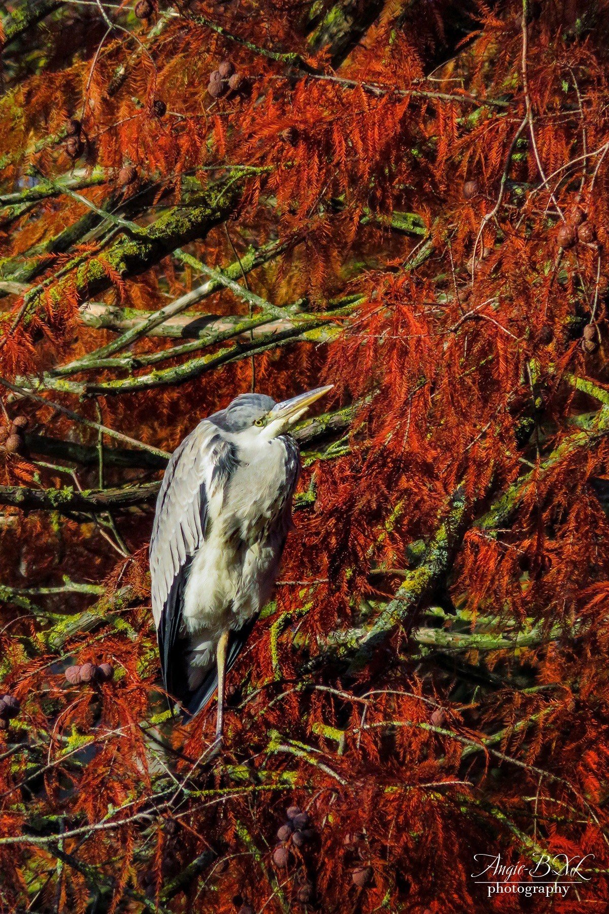 恐竜の子孫 Angie Bxl Note