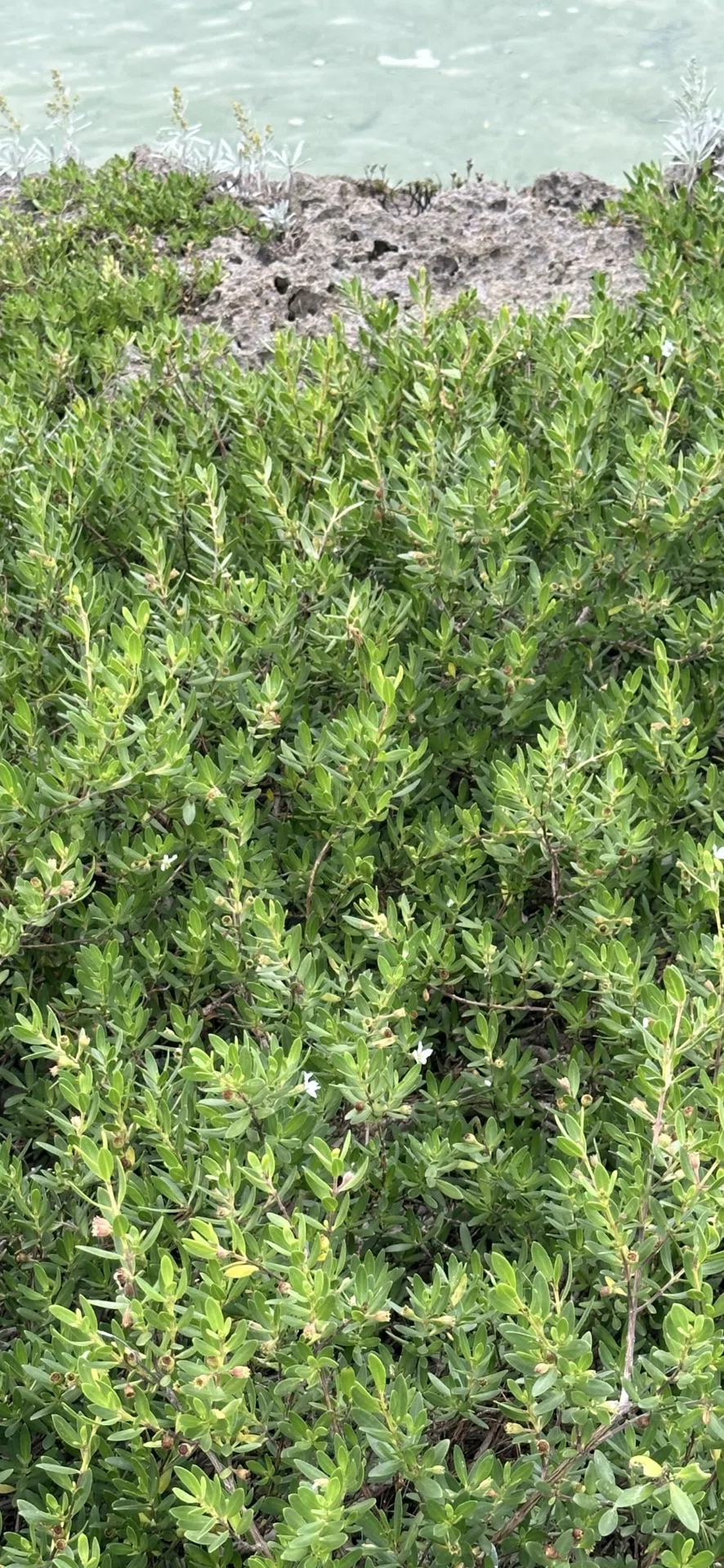 ミズガンピ 沖縄久米島植物リポート 海辺の岩場に健気に生きる植物たち 