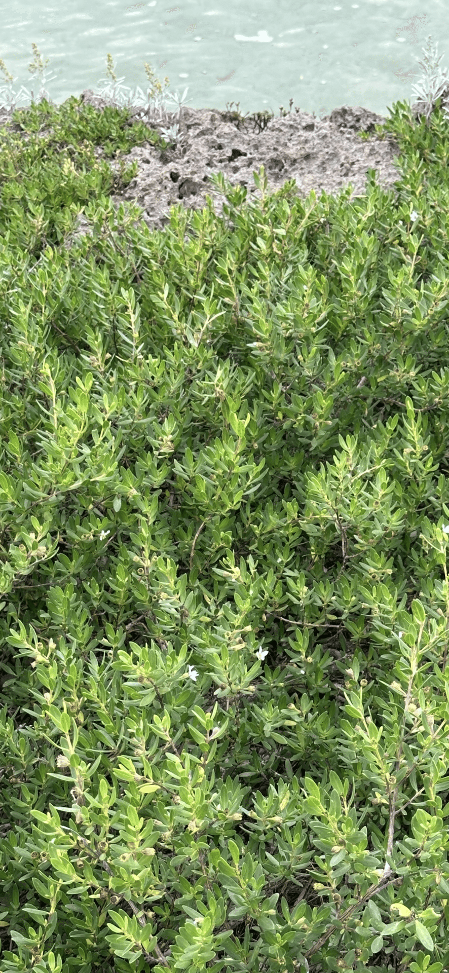 ミズガンピ 沖縄久米島植物リポート 海辺の岩場に健気に生きる植物たち ③｜EGGSEED