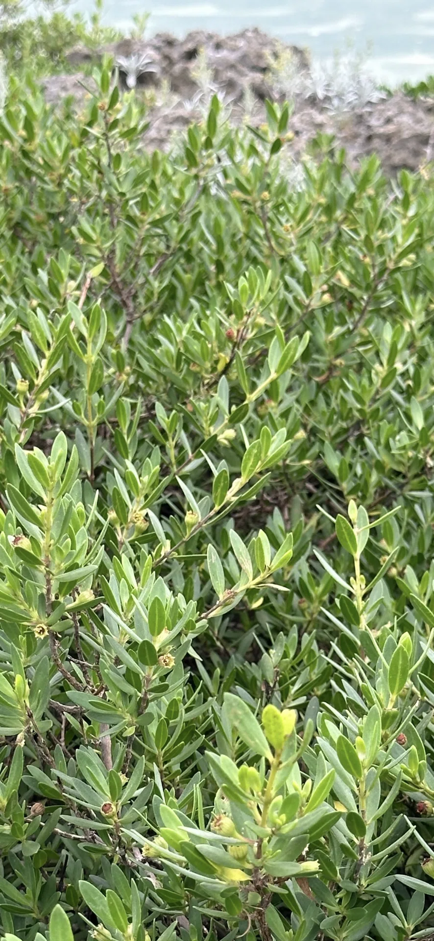 ミズガンピ 沖縄久米島植物リポート 海辺の岩場に健気に生きる植物たち 