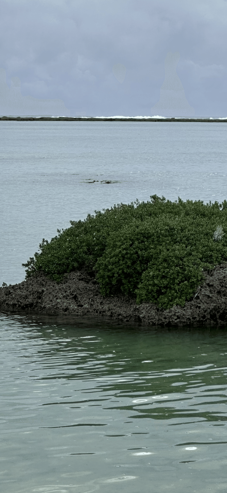 ミズガンピ 沖縄久米島植物リポート 海辺の岩場に健気に生きる植物たち