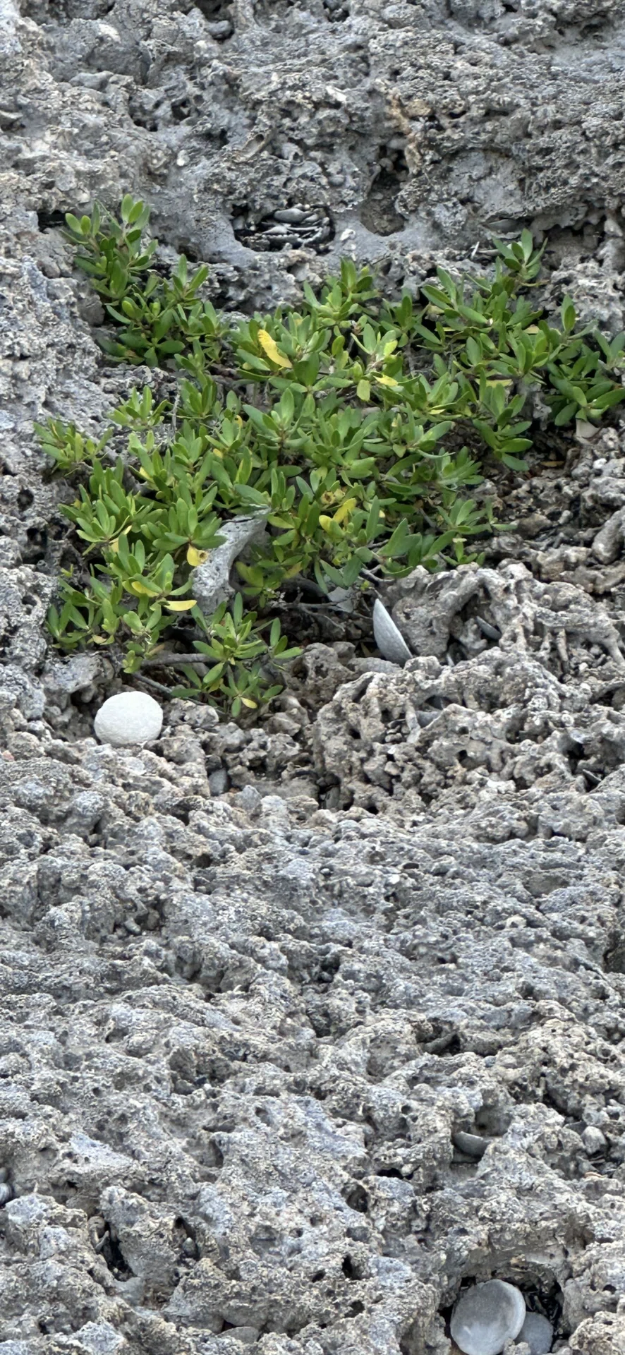 ミズガンピ 沖縄久米島植物リポート 海辺の岩場に健気に生きる植物たち 