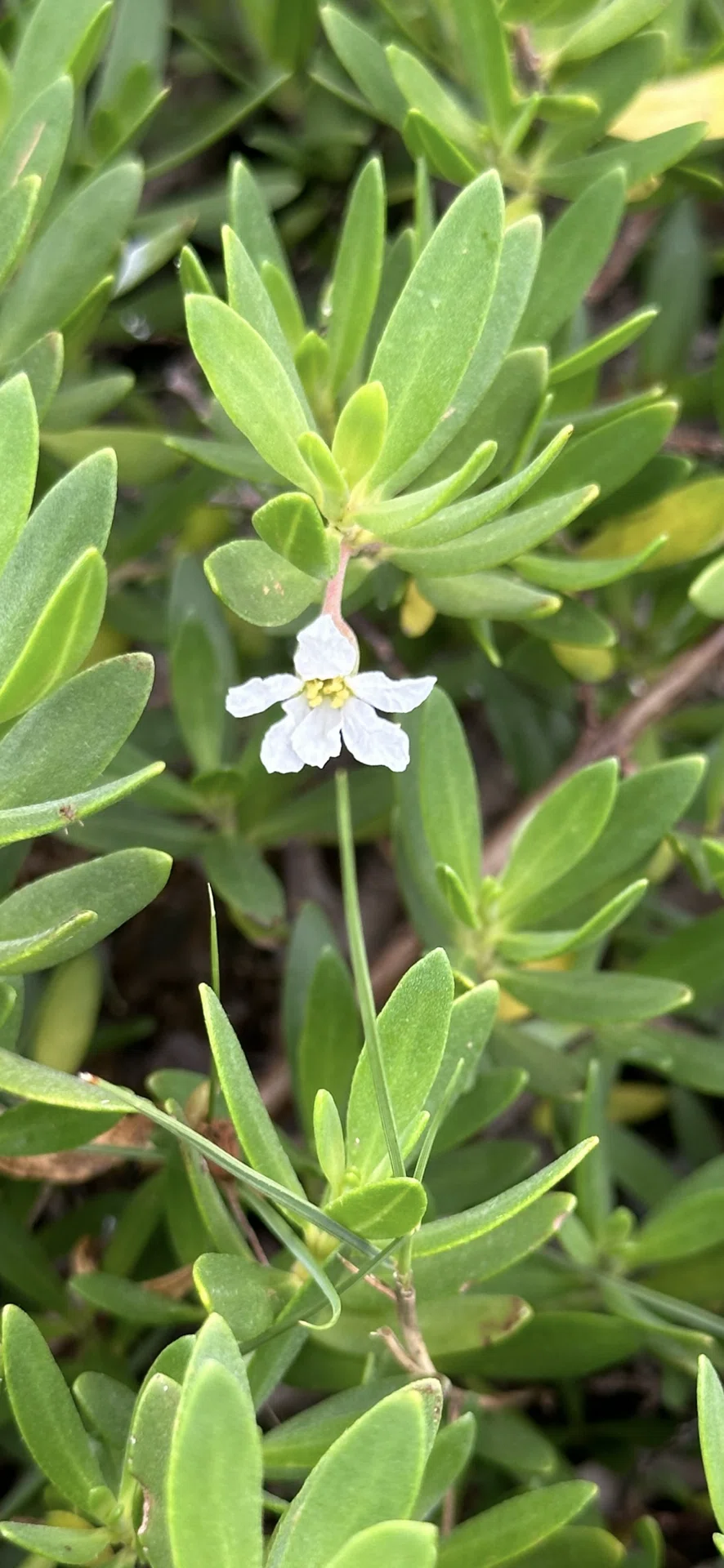 ミズガンピ 沖縄久米島植物リポート 海辺の岩場に健気に生きる植物たち 