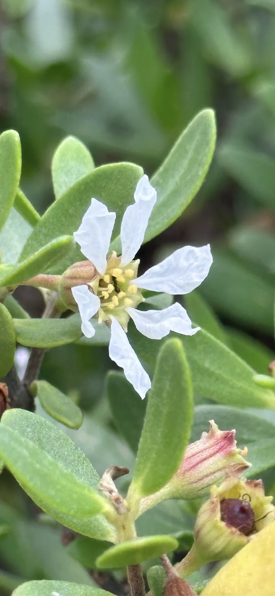 ミズガンピ 沖縄久米島植物リポート 海辺の岩場に健気に生きる植物たち 