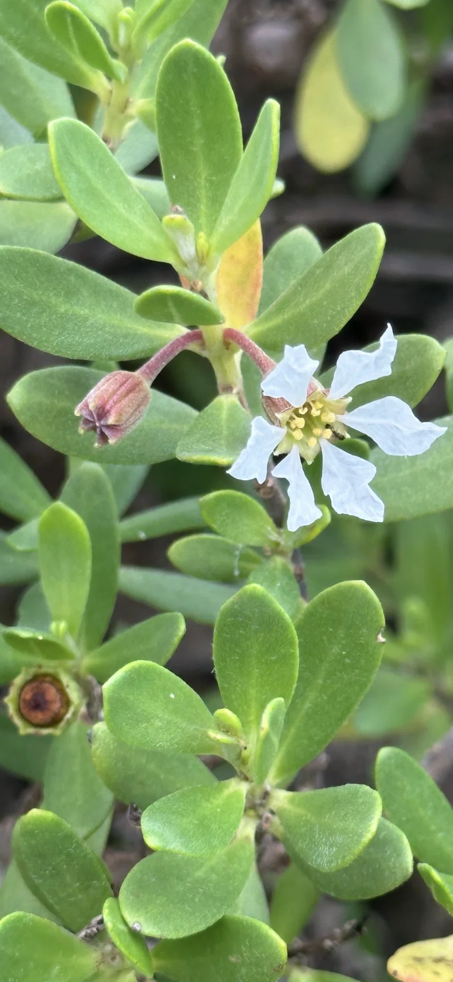 ミズガンピ 沖縄久米島植物リポート 海辺の岩場に健気に生きる植物たち 