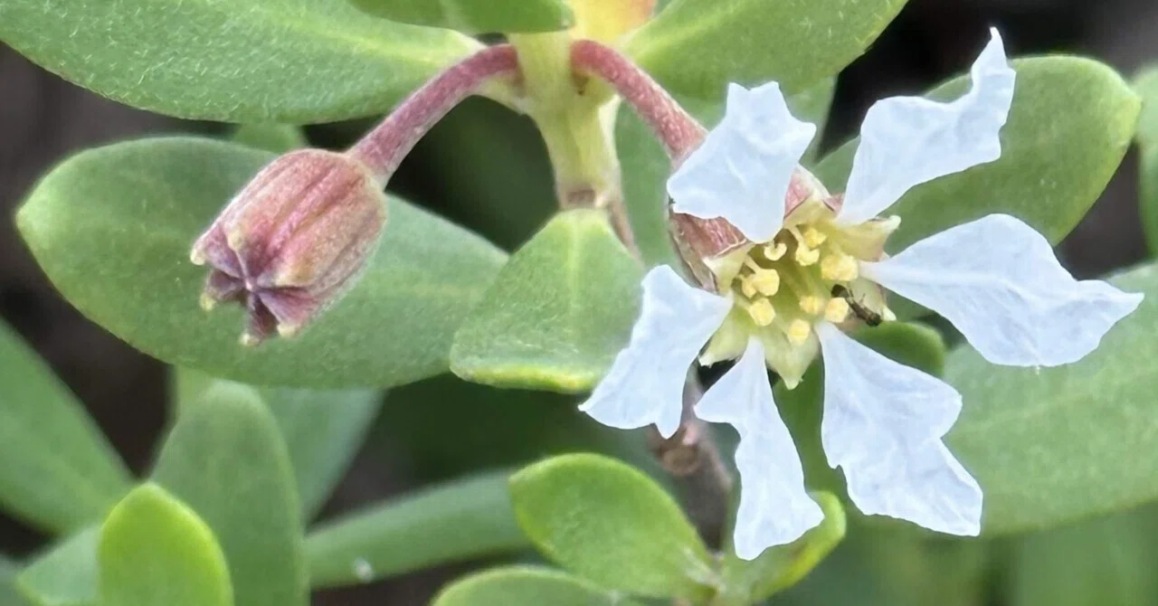 ミズガンピ 沖縄久米島植物リポート 海辺の岩場に健気に生きる植物たち 