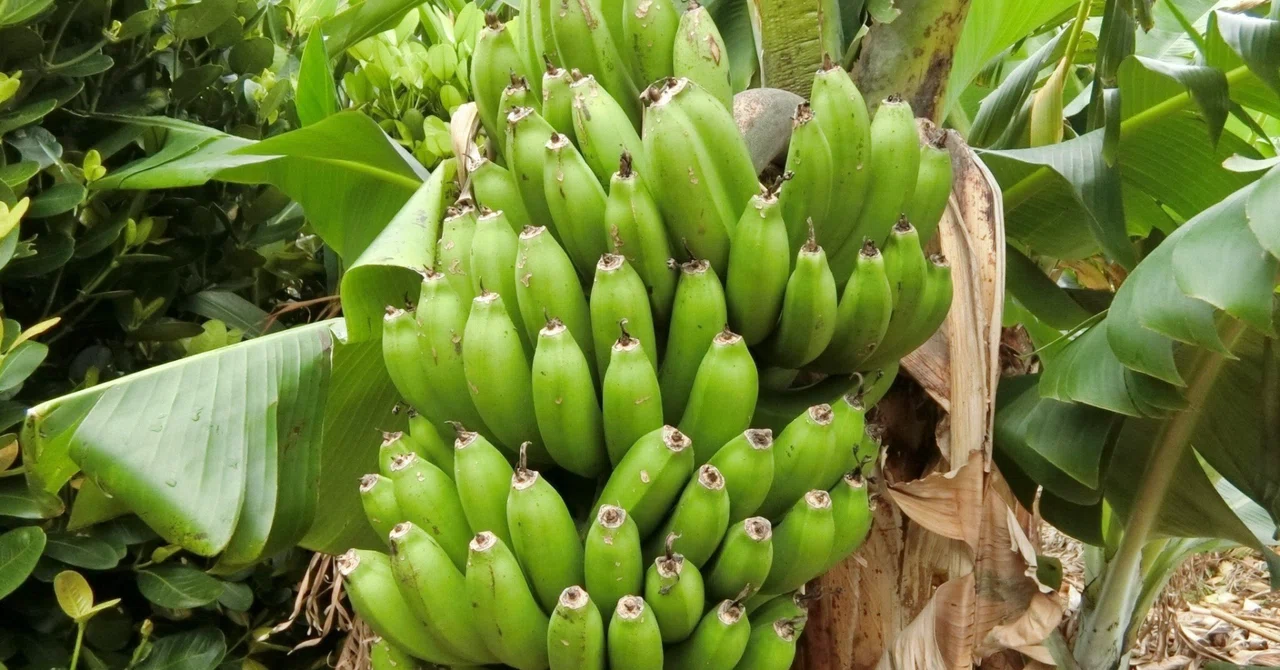 A Rich Life and the Spirit of 'Rikan' (Circular Benefit): Symbiosis ...