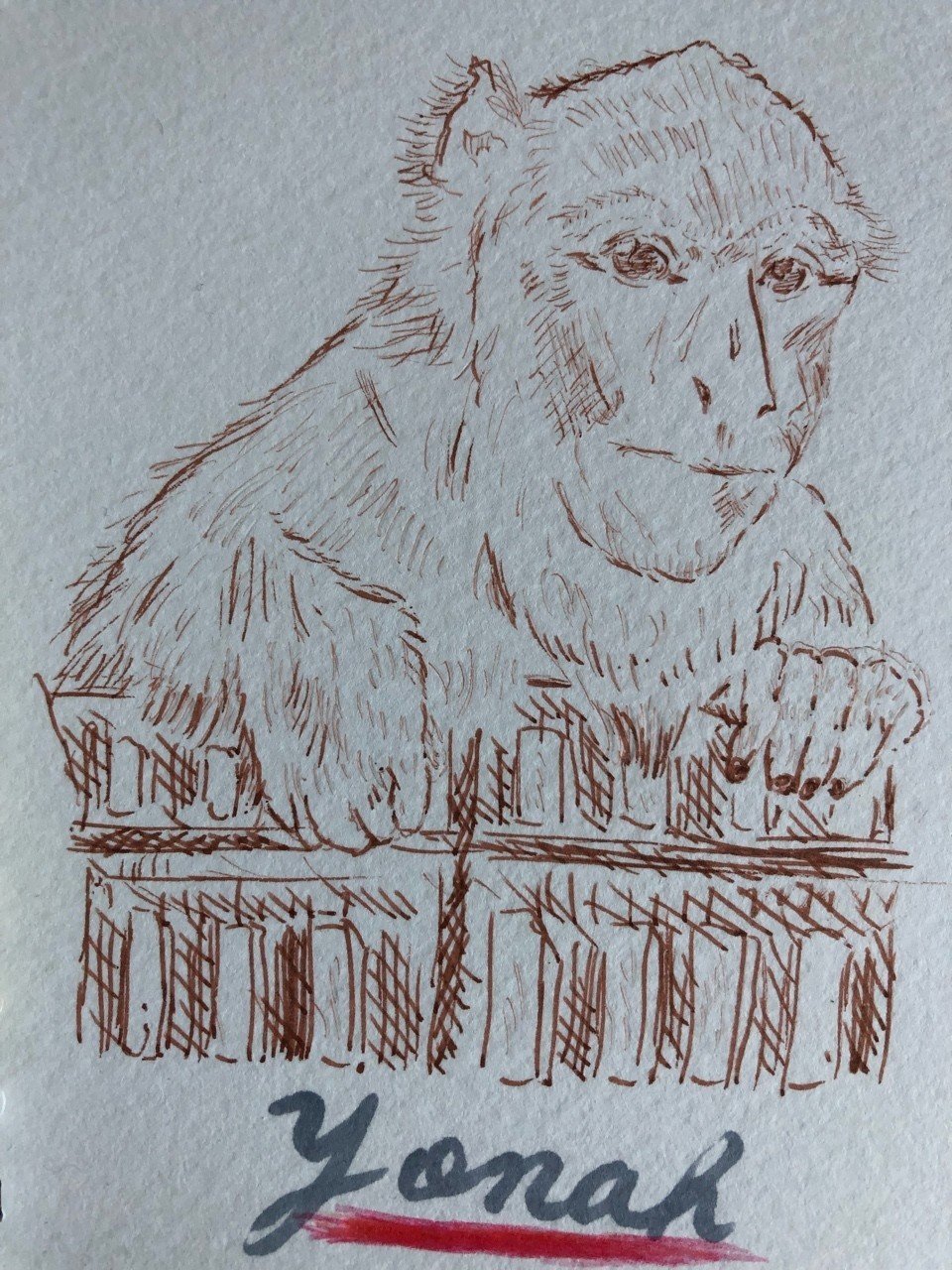 アフリカのスノーモンキー 5 Barbary Macaque African Snow Monkey 5 おらんうーたんになりたい Note