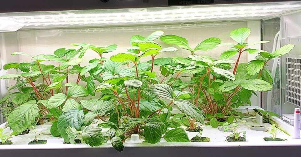 水耕栽培 四季なりイチゴ 開花 唯の言葉 ゆいのことのは Note