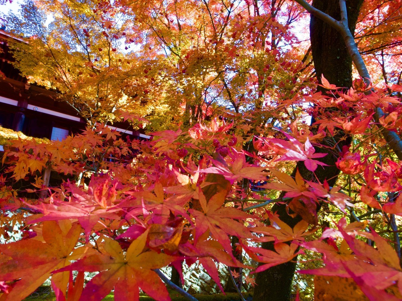 播州清水寺の紅葉を見てきました Donguri Note