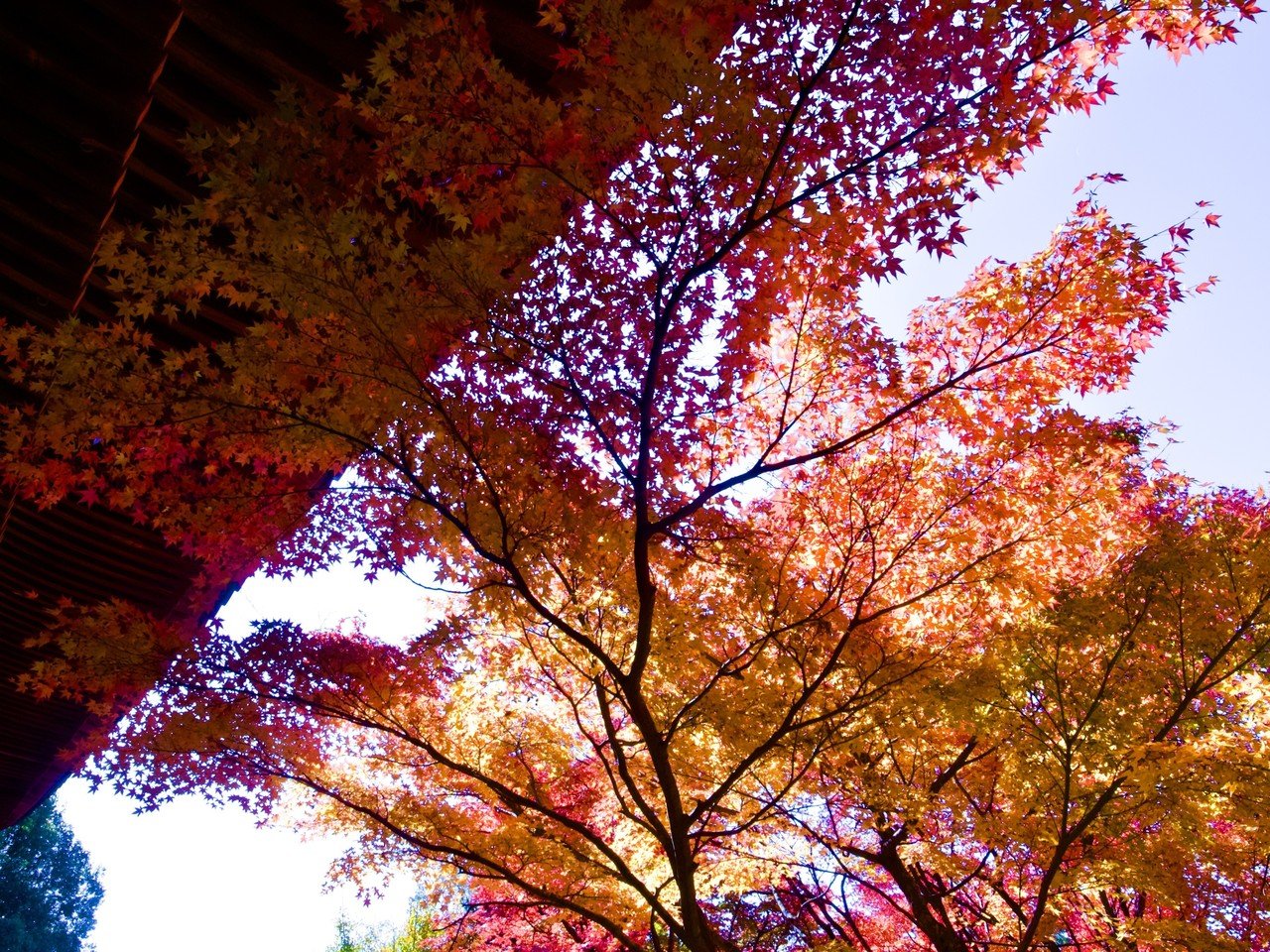 播州清水寺の紅葉を見てきました Donguri Note