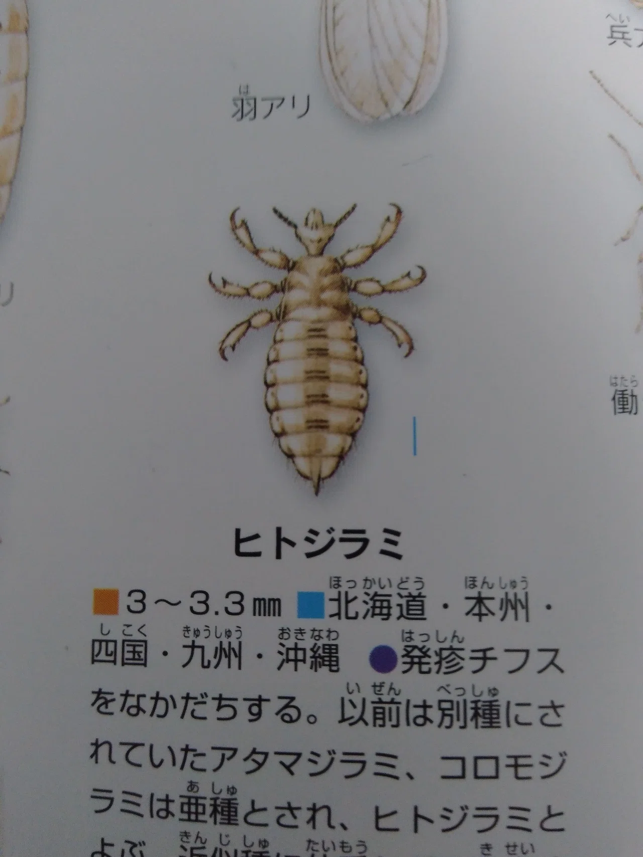シラミ 小椋 智貴 Note シラミ 小椋 智貴 Note