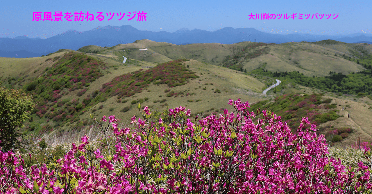 71 大川嶺のツルギミツバツツジ｜sasayan