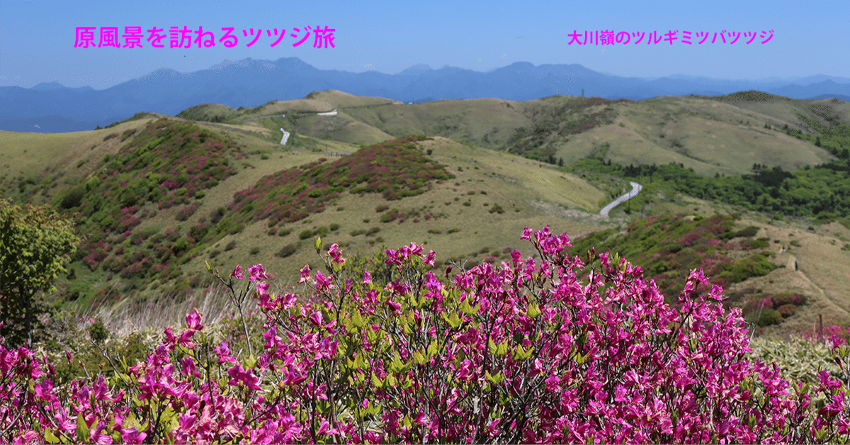 ◇◇ミツバツツジ 山取 ◇◇414