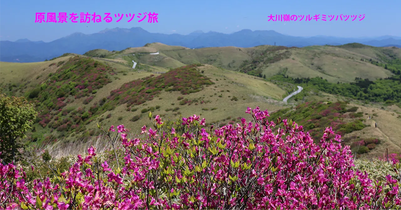 71 大川嶺のツルギミツバツツジ｜sasayan