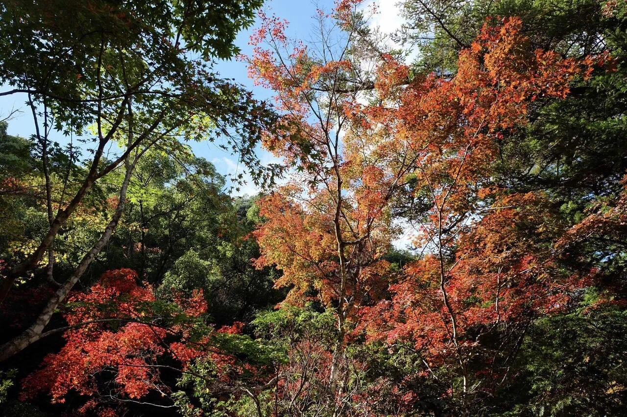 紅葉の宮島・弥山Sea to Summit!!｜ラリーグラス