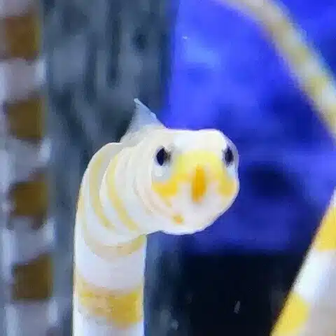 あめふらし