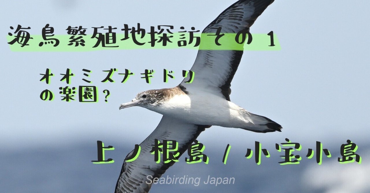 海と鳥 Akira SAWADA on X: 