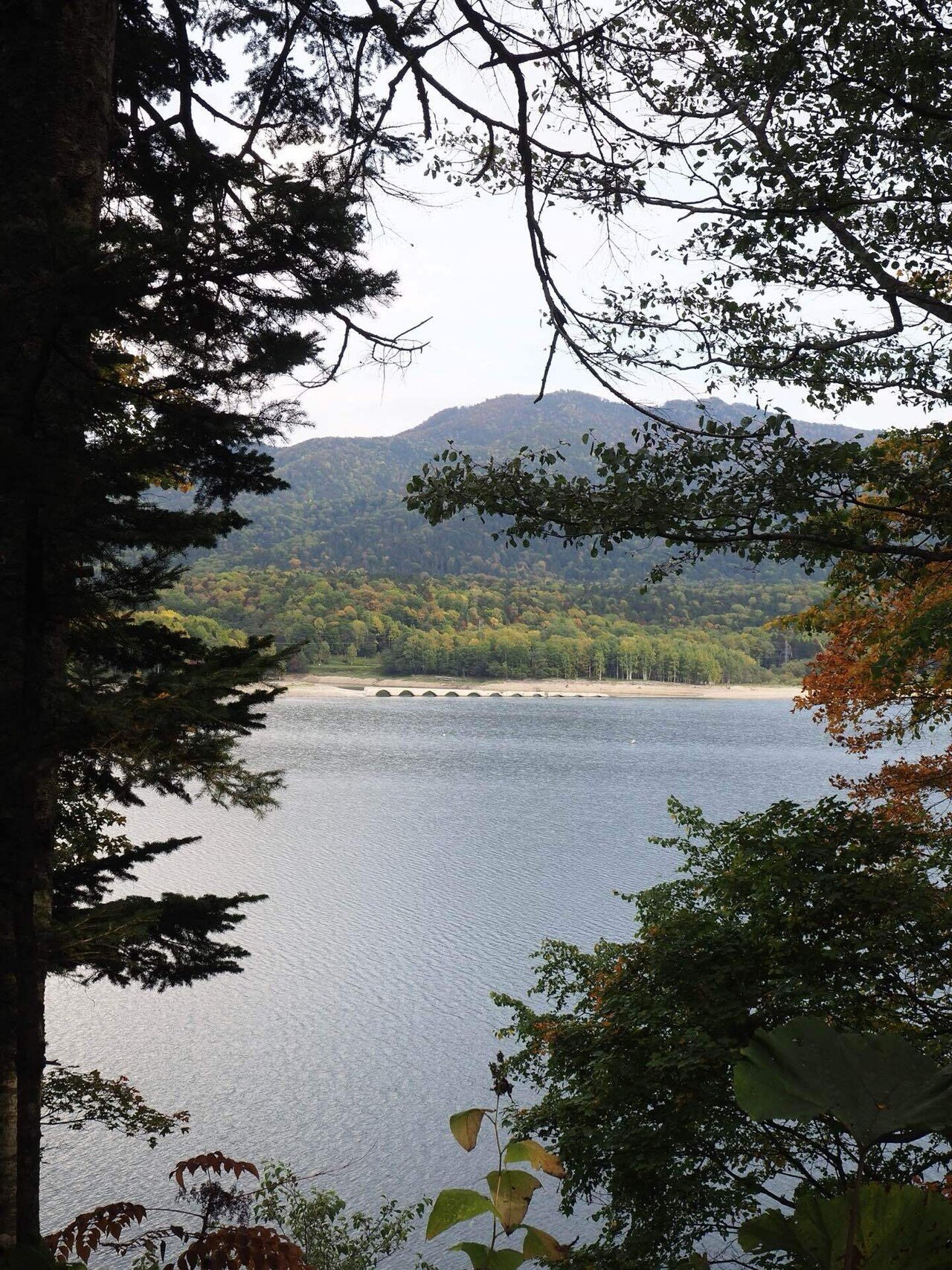 9月北海道旅 #8 広大な十勝平野を望む 幻の橋と野生の鹿に遭遇