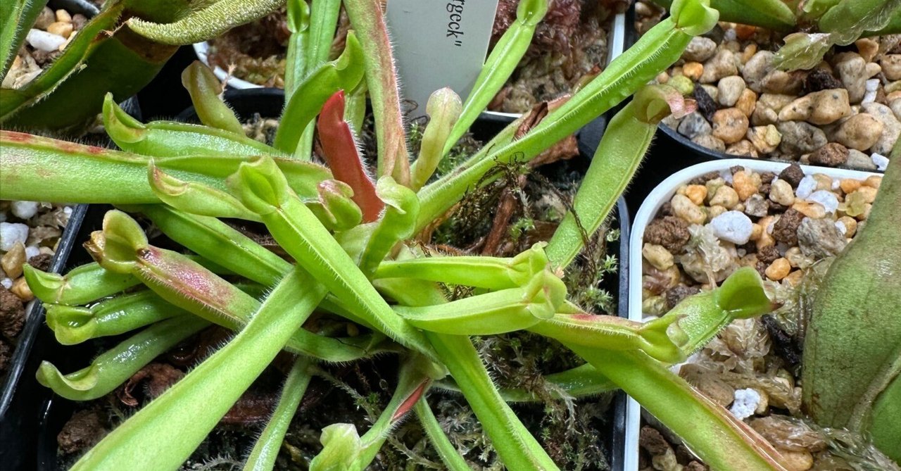 Yahoo!オークション - 食虫植物heliamphora “Mickey”clone01 AW