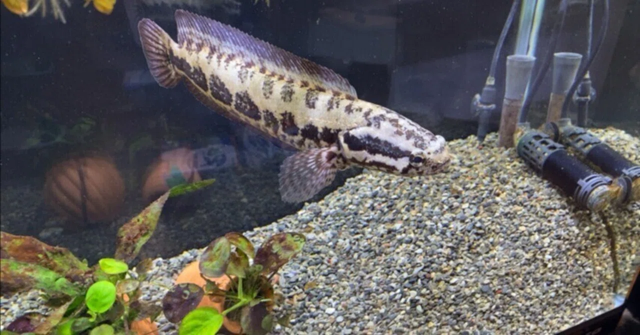 60 Standard Tank Submersible Pump Failure (Rio+180) African Snakehead ...