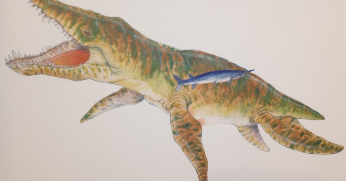 印象的なティロサウルス巨大歯化石 - 白亜紀6cm 100%オリジル 印象的なティロサウルス巨大歯化石 - 白亜紀6cm 100%オリジル